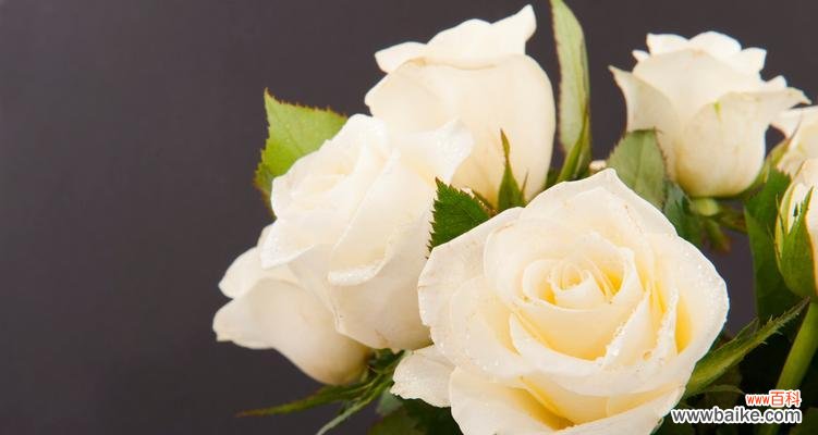 纯洁与无瑕的花朵世界 白玫瑰的象征意义