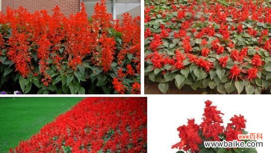 揭秘红花的神奇语言，赋予生活更多温暖和希望 红花语之美