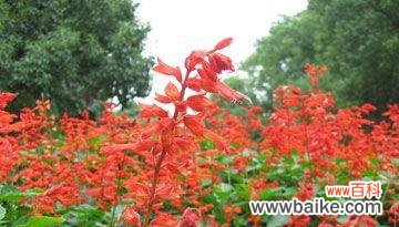 揭秘红花的神奇语言，赋予生活更多温暖和希望 红花语之美