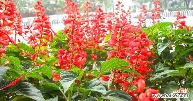 揭秘红花的神奇语言，赋予生活更多温暖和希望 红花语之美