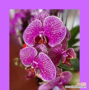 探索蝴蝶兰花语的世界 蝴蝶兰的花语与含义