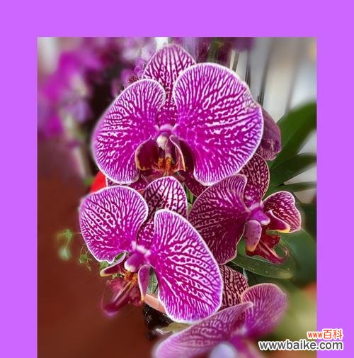 探索蝴蝶兰花语的世界 蝴蝶兰的花语与含义