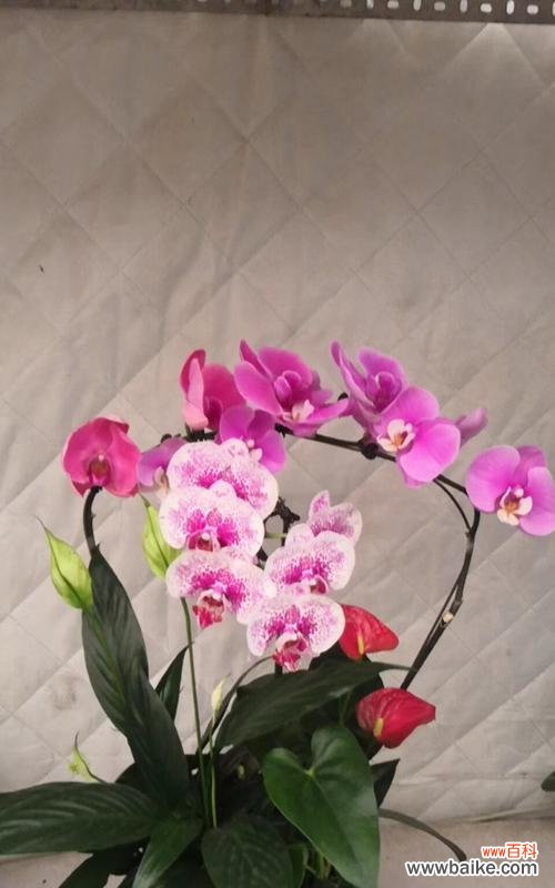 探索蝴蝶兰花语的世界 蝴蝶兰的花语与含义