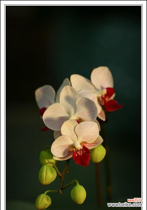 探索蝴蝶兰的象征意义与美丽之秘 蝴蝶兰——寓意高贵与优雅的花卉