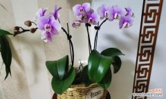 探索蝴蝶兰的象征意义与美丽之秘 蝴蝶兰——寓意高贵与优雅的花卉