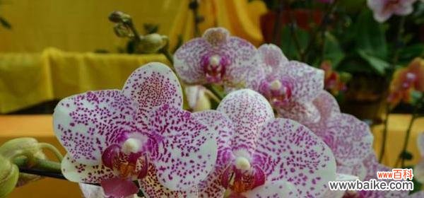 揭示蝴蝶兰的神秘面纱 蝴蝶兰花语与寓意