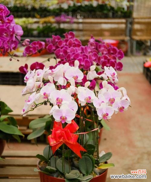 揭示蝴蝶兰的神秘面纱 蝴蝶兰花语与寓意