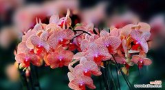 揭示蝴蝶兰的神秘面纱 蝴蝶兰花语与寓意