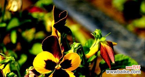 探索蝴蝶花的花语 蝴蝶花的花语