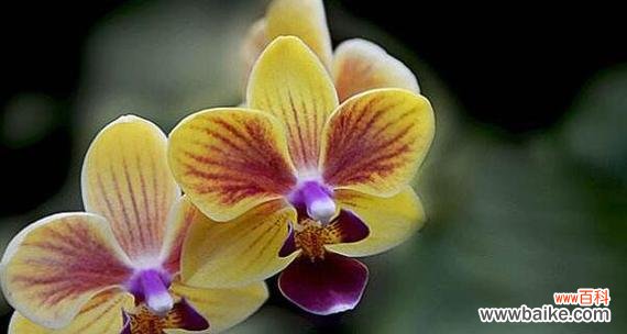 盛放于寒冷的寓意 蝴蝶兰