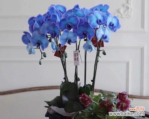 盛放于寒冷的寓意 蝴蝶兰