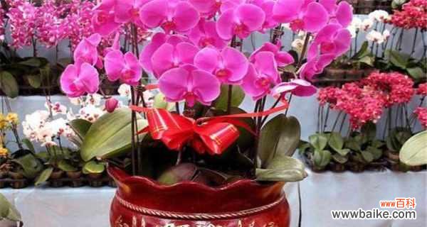 盛放于寒冷的寓意 蝴蝶兰