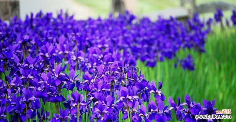 蝴蝶花的象征意义及传承于人文艺术的影响 蝴蝶花的寓意与美丽