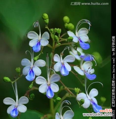 蝴蝶花的象征意义及传承于人文艺术的影响 蝴蝶花的寓意与美丽