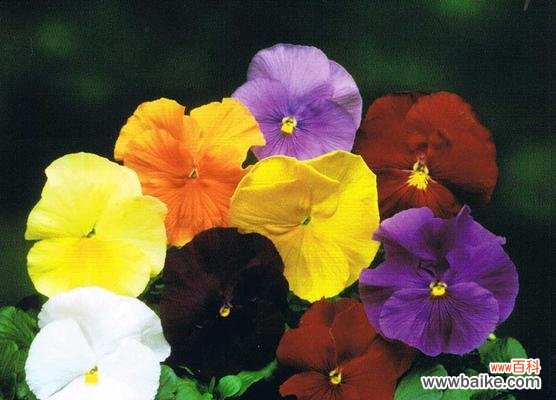 蝴蝶花的象征意义及传承于人文艺术的影响 蝴蝶花的寓意与美丽