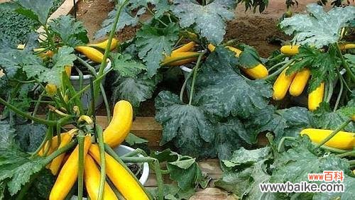 探寻葫芦的象征与涵义 葫芦的寓意与寓意的探索