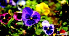 探秘蝴蝶花的花语及其象征意义 蝴蝶花花语