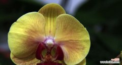 探索蝴蝶兰的美丽寓意和象征意义 蝴蝶兰之美