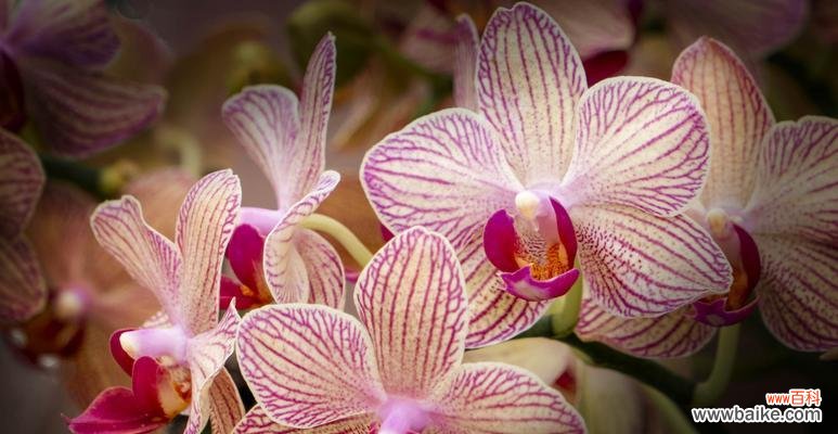 揭秘蝴蝶兰花语的神秘力量 蝴蝶兰的传说与花语