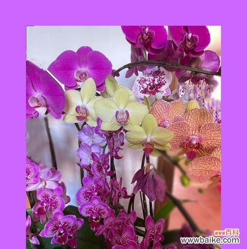 揭秘蝴蝶兰花语的神秘力量 蝴蝶兰的传说与花语