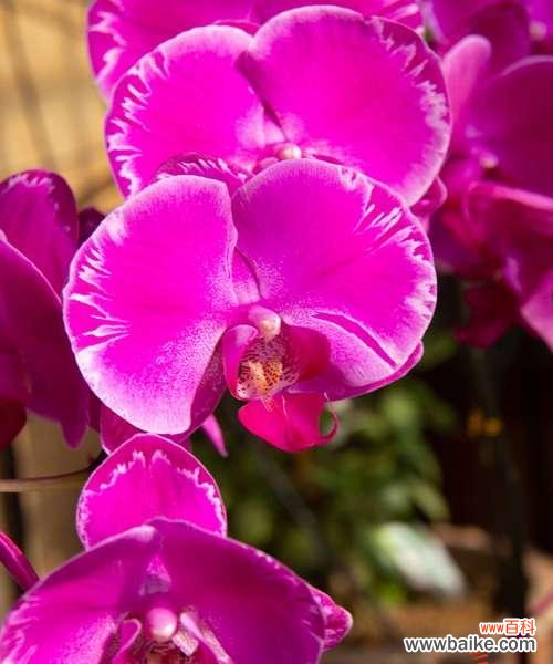 揭秘蝴蝶兰各色花语 蝴蝶兰花语之不同颜色的意义