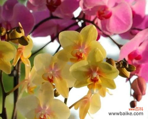 揭秘蝴蝶兰各色花语 蝴蝶兰花语之不同颜色的意义