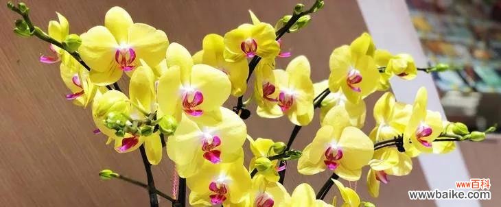 蝴蝶兰花语大全 《蝴蝶兰——生命与希望的象征》