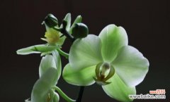 蝴蝶兰花语大全 《蝴蝶兰——生命与希望的象征》