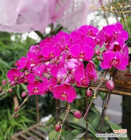 寓意恩爱 蝴蝶兰的象征意义与美丽之旅