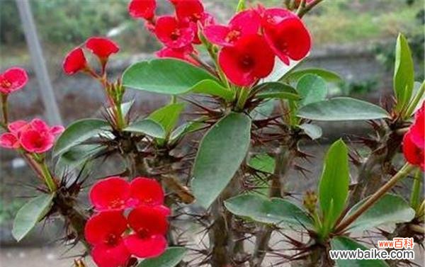 以虎刺梅花为例 虎刺梅花