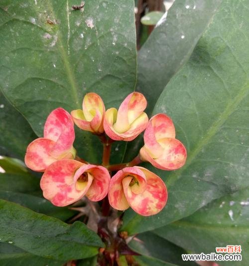 以虎刺梅花为例 虎刺梅花