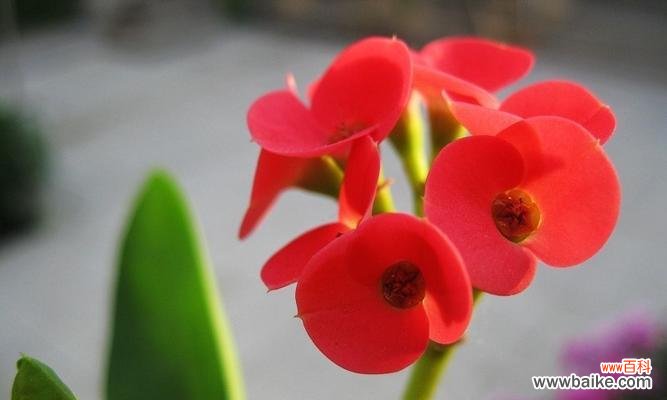 热爱生命 虎刺梅花语