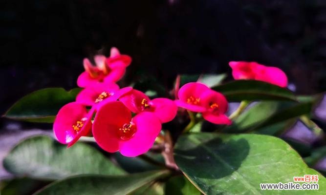 热爱生命 虎刺梅花语