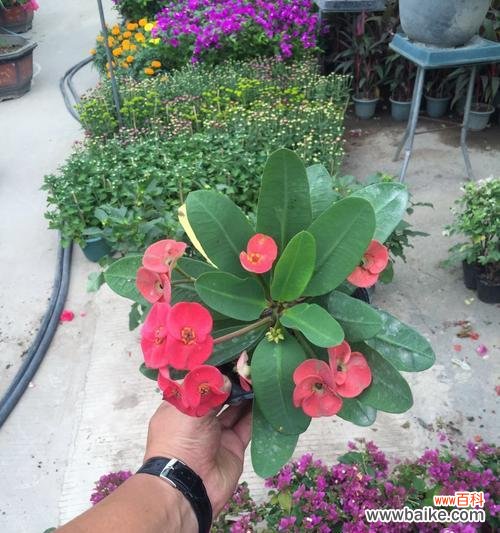 热爱生命 虎刺梅花语