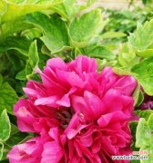 牡丹花象征着怎样的富贵？