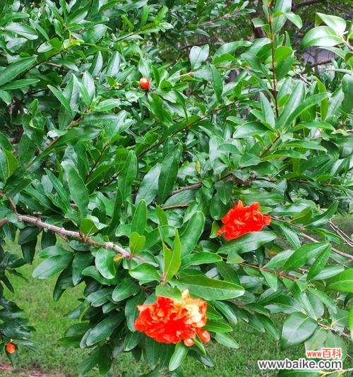 五种颜色的花各自代表什么含义?不同颜色花的象征意义是什么?