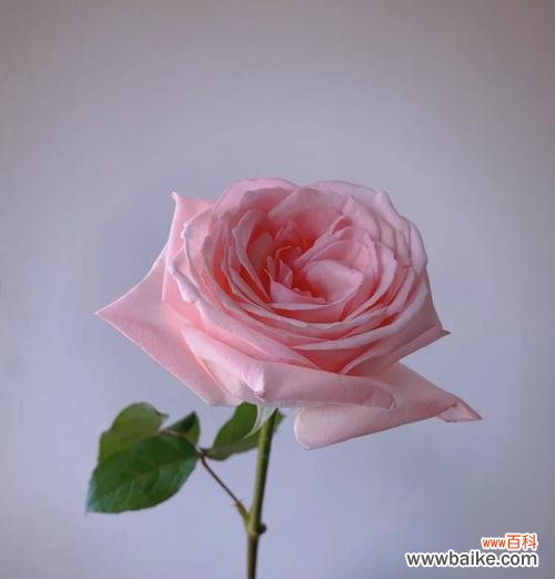 粉色的荔枝花有什么寓意?荔枝花的象征意义是什么?