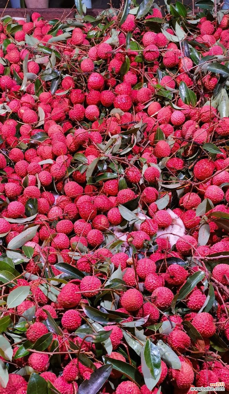 粉色的荔枝花有什么寓意?荔枝花的象征意义是什么?