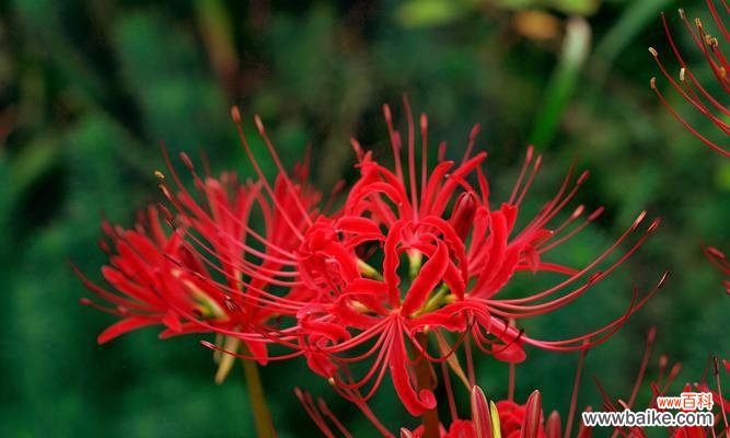 白色与红色搭配的花语是什么？白色和红色花的寓意是什么？