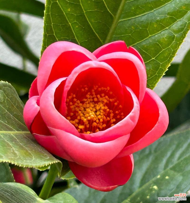 白色与红色搭配的花语是什么？白色和红色花的寓意是什么？