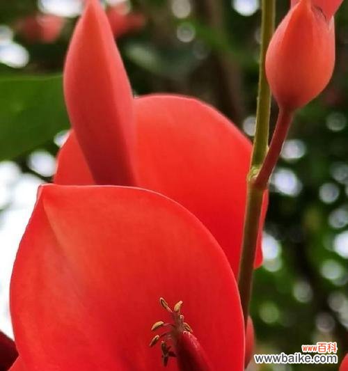 白色与红色搭配的花语是什么？白色和红色花的寓意是什么？