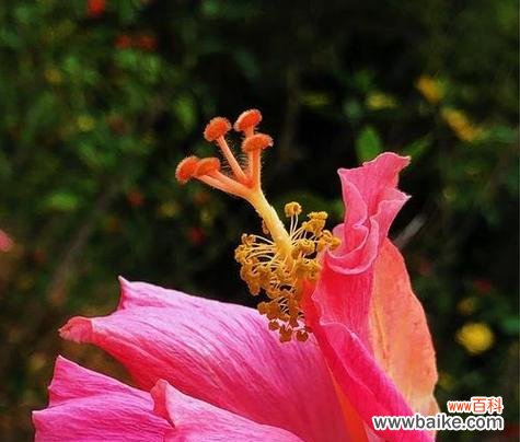 粉红色扶桑花象征着什么?粉红色扶桑花的寓意是什么?