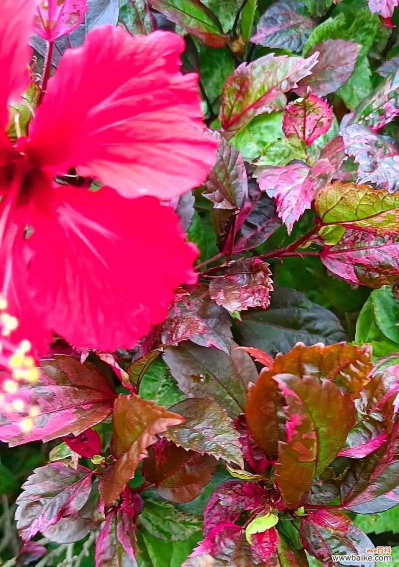 粉红色扶桑花象征着什么?粉红色扶桑花的寓意是什么?