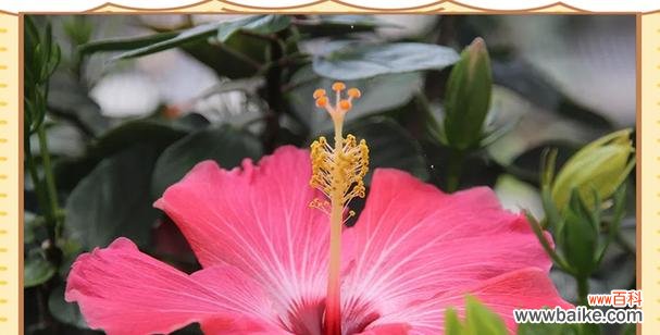 粉红色扶桑花象征着什么?粉红色扶桑花的寓意是什么?