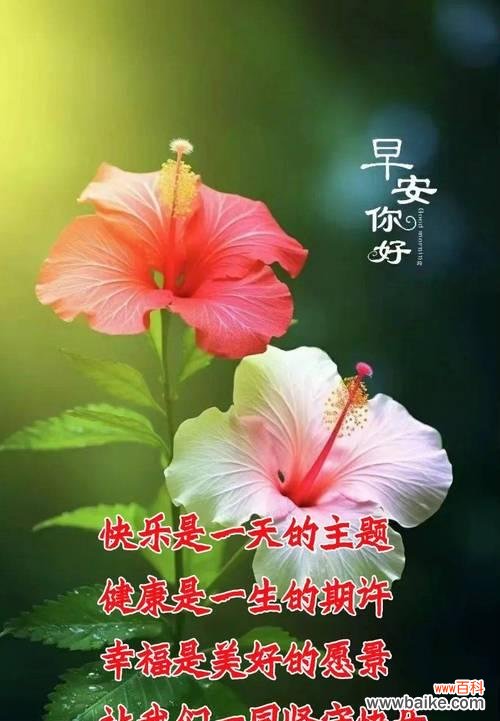 哪些花象征平安健康?平安健康花卉的含义是什么?