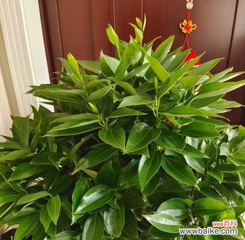 哪些花象征平安健康?平安健康花卉的含义是什么?