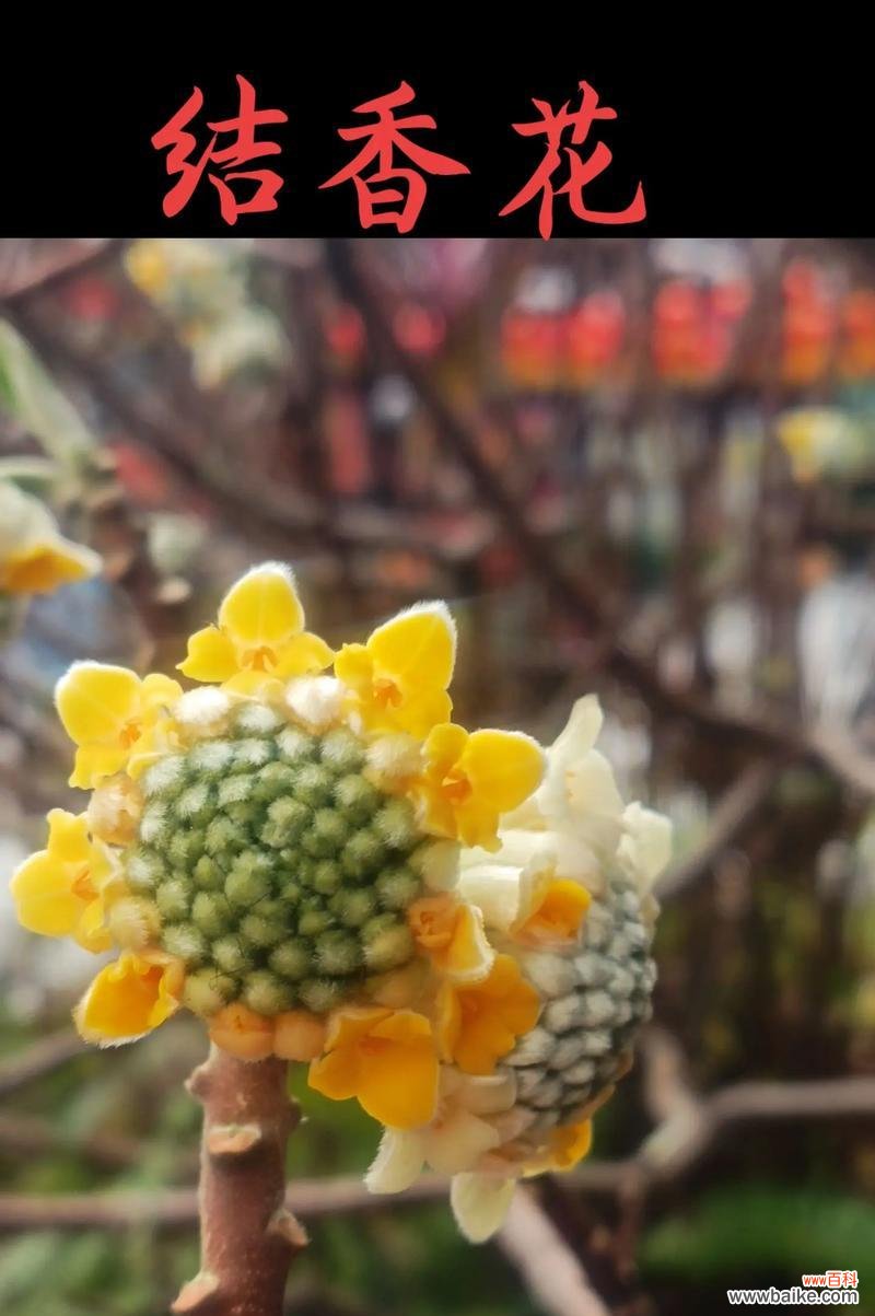 花寓意爱情的诗有哪些？爱情的花诗中寓意是什么？