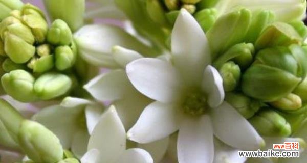 探秘夜来香花的花语之谜 以夜来香花语的美丽与含义