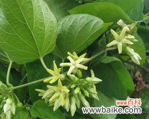 探秘夜来香花的花语之谜 以夜来香花语的美丽与含义