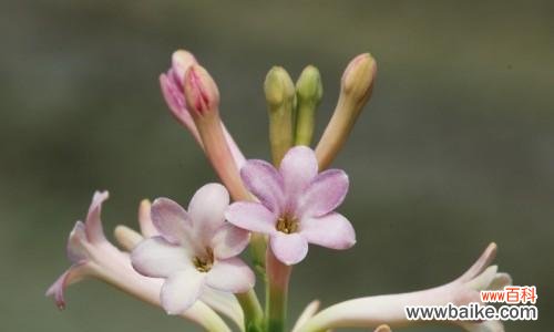 探秘夜来香花的花语之谜 以夜来香花语的美丽与含义